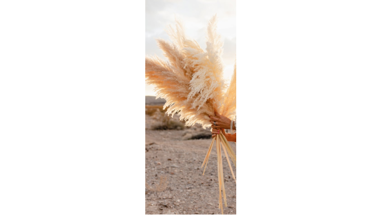 4" Tall Pampas Grass